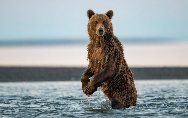 природа, медведь, зверь, бурый медведь, в воде, nature, bear, beast, brown bear, in the water