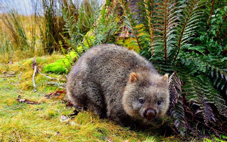 природа, мордочка, папоротник, сумчатое, вомбат, nature, muzzle, fern, marsupials, wombat