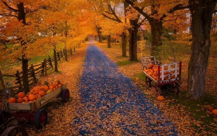 природа, осень, тыквы, nature, autumn, pumpkin