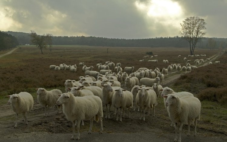 природа, овцы, стадо, nature, sheep, the herd