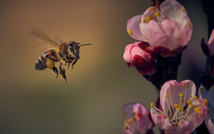 цветы, природа, цветение, насекомое, лепестки, крылья, весна, пчела, flowers, nature, flowering, insect, petals, wings, spring, bee