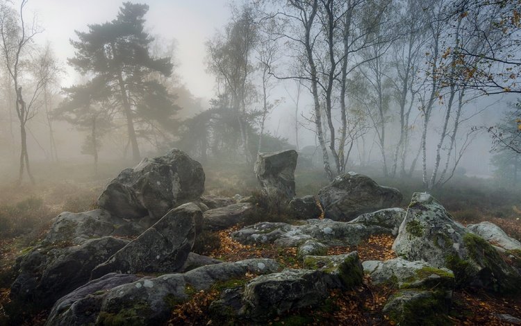 природа, туман, nature, fog