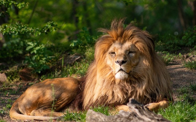 природа, взгляд, хищник, большая кошка, отдыхает, лев, грива, nature, look, predator, big cat, resting, leo, mane