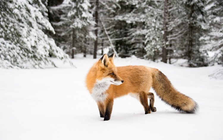 природа, зима, лиса, nature, winter, fox