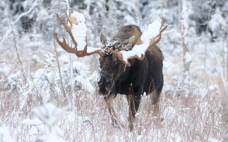 природа, зима, лось, nature, winter, moose