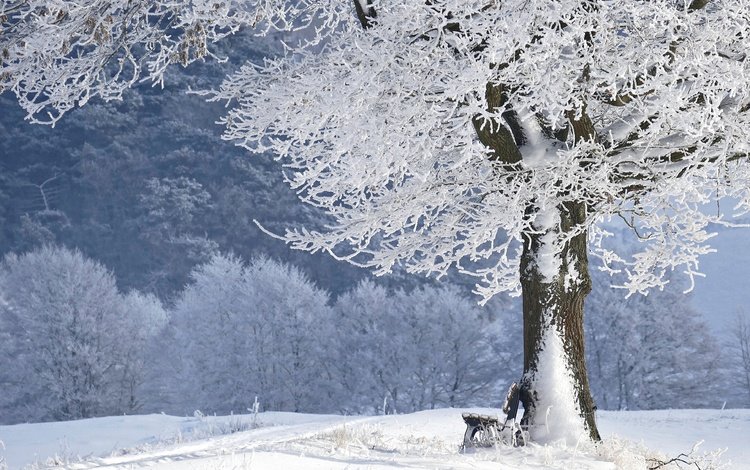 снег, дерево, зима, парк, иней, скамейка, лавочка, snow, tree, winter, park, frost, bench, shop