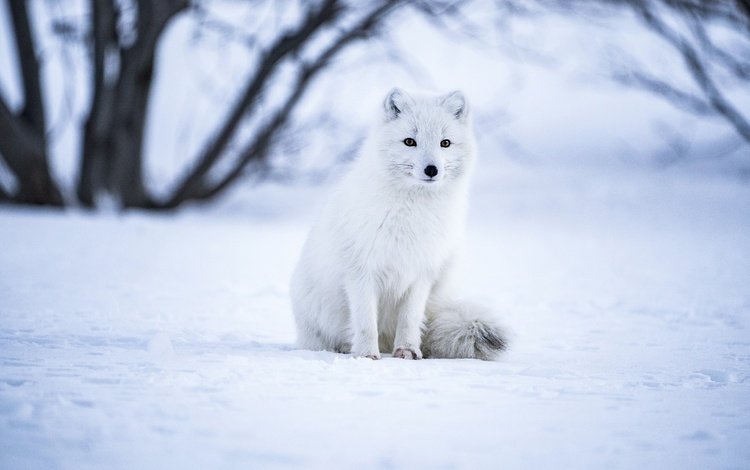 снег, зима, взгляд, сидит, песец, snow, winter, look, sitting, fox