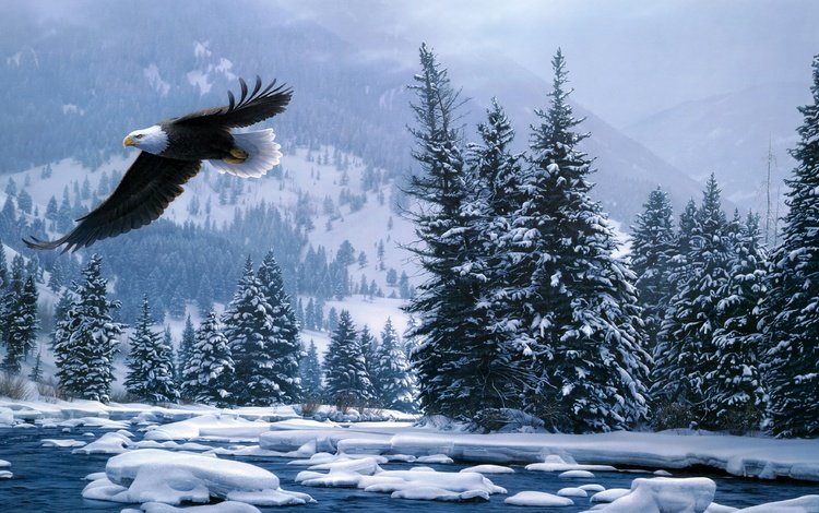 снег, лес, зима, полет, белоголовый орлан, daniel smith, snow, forest, winter, flight, bald eagle