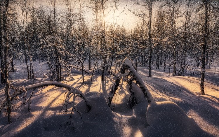 снег, лес, snow, forest