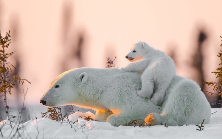 снег, медвежонок, белые медведи, медведица, полярные медведи, snow, bear, polar bears