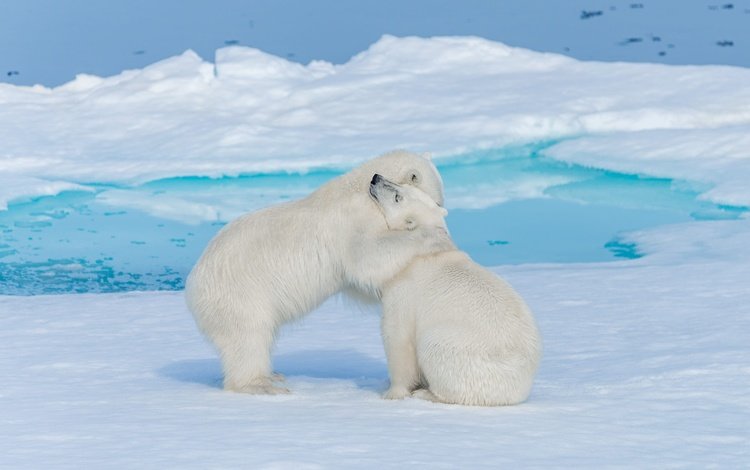 снег, объятия, природа, медвежонок, медвежата, берег, зима, медведь, лёд, медведи, белый медведь, snow, hugs, nature, shore, winter, bear, ice, bears, polar bear