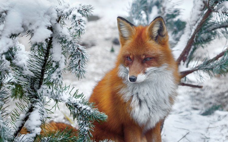 снег, природа, хвоя, зима, ветки, лиса, лисица, животное, snow, nature, needles, winter, branches, fox, animal