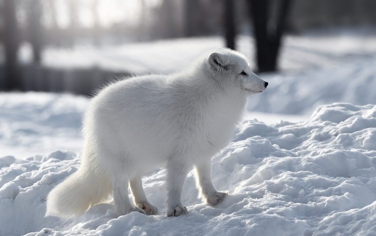 снег, природа, зима, белый, профиль, песец, snow, nature, winter, white, profile, fox
