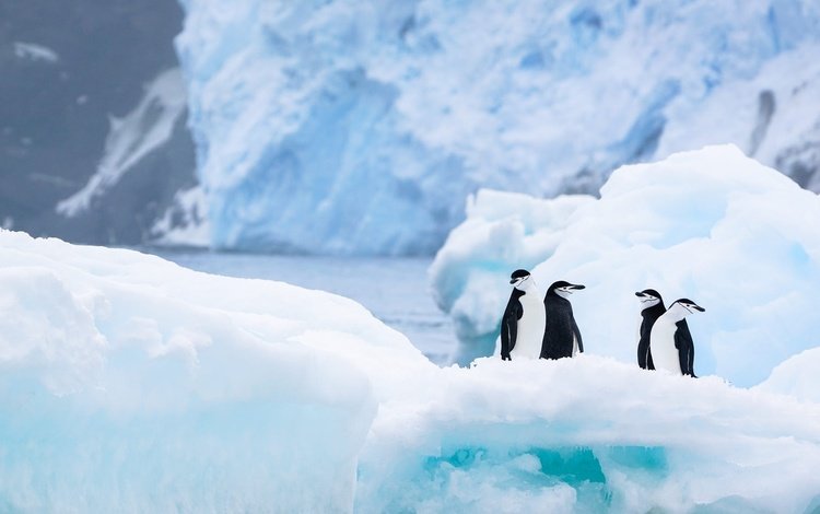 снег, антарктида, природа, льды, зима, пингвины, лёд, ледник, водоем, айсберг, птицы, льдины, пингвин, penguin, snow, antarctica, nature, winter, penguins, ice, glacier, pond, iceberg, birds