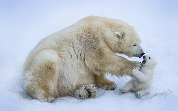 зима, медведь, малыш, лапа, медведи, ласка, белый медведь, медвежонок, winter, bear, baby, paw, bears, weasel, polar bear