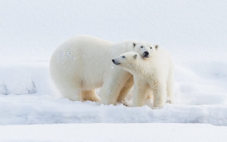 снег, медвежонок, взгляд, медведь, малыш, сугробы, медведи, белый медведь, детеныш, snow, look, bear, baby, the snow, bears, polar bear, cub