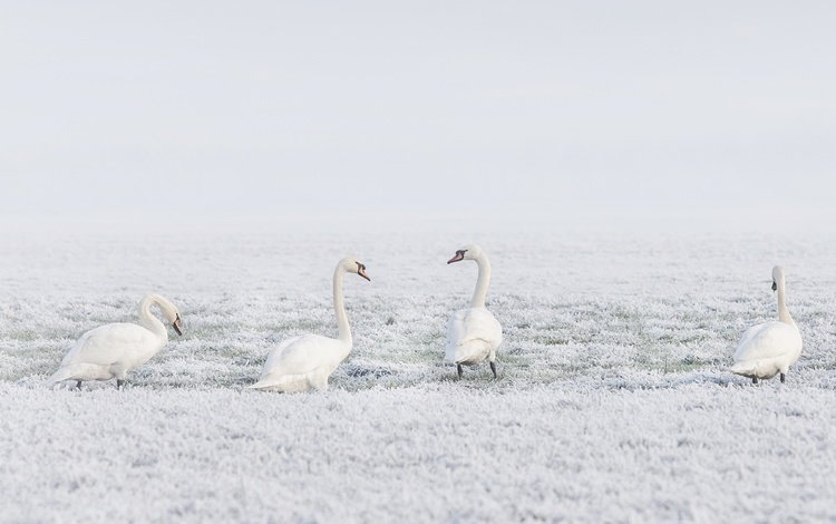 снег, природа, зима, птицы, лебеди, лебедь, snow, nature, winter, birds, swans, swan