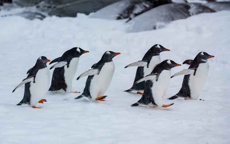 снег, крылышки, природа, зима, птицы, прогулка, пингвин, антарктида, пингвины, snow, wings, nature, winter, birds, walk, penguin, antarctica, penguins