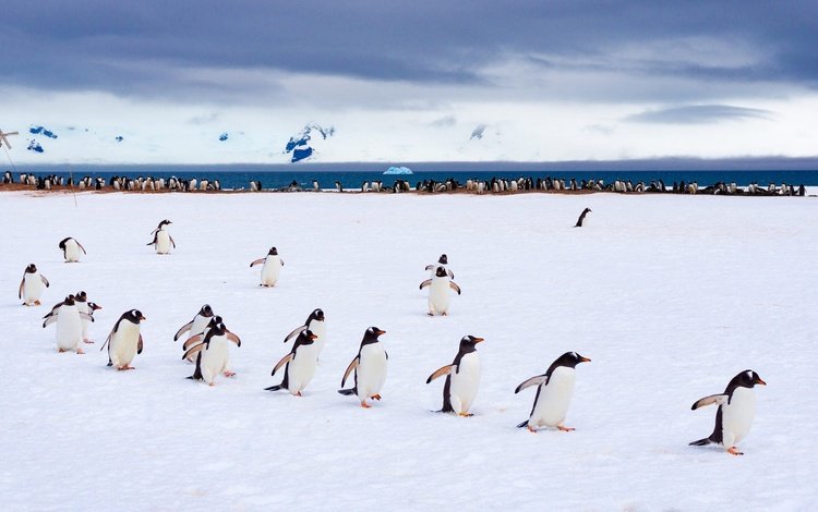 снег, птицы, пингвин, антарктида, пингвины, крылышки, snow, birds, penguin, antarctica, penguins, wings