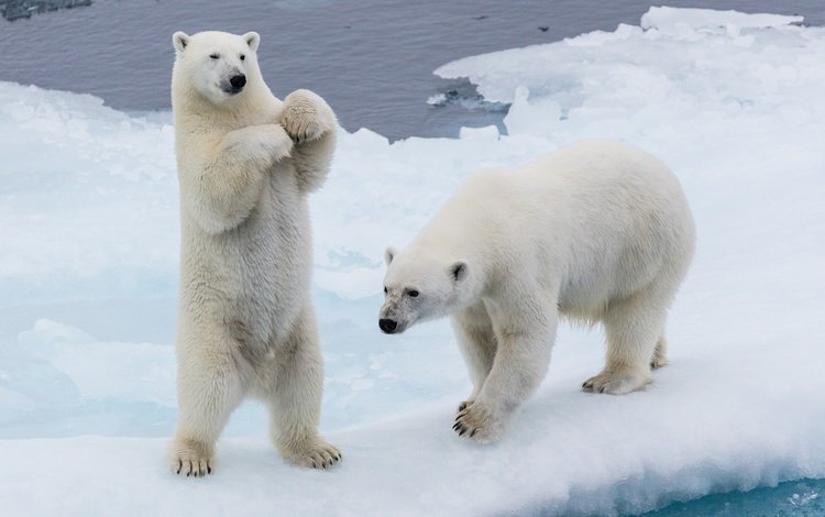 снег, зима, лёд, льдины, медведи, стойка, белые медведи, два медведя, snow, winter, ice, bears, stand, polar bears, two bears