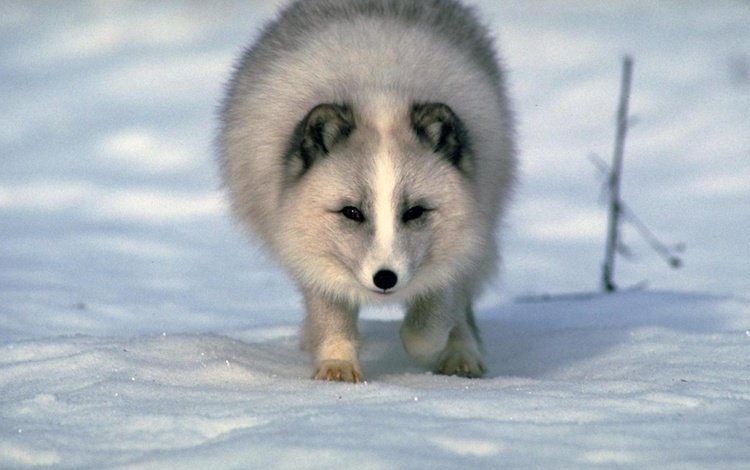 снег, зима, песец, полярная лисица, арктическая лиса, snow, winter, fox, polar fox, arctic fox