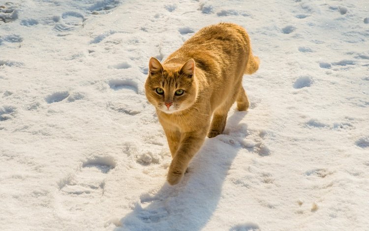 снег, крадётся, зима, поза, кот, кошка, взгляд, следы, прогулка, рыжий, red, snow, sneaks, winter, pose, cat, look, traces, walk