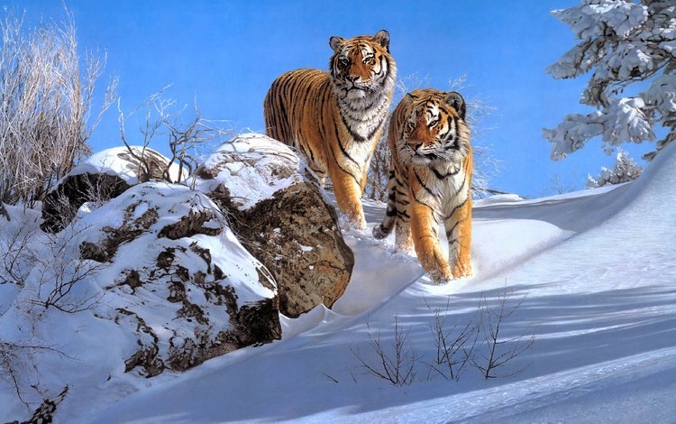 снег, зима, тигры, snow, winter, tigers