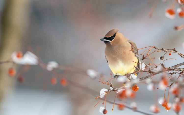 снег, зима, ветки, птица, ягоды, свиристель, snow, winter, branches, bird, berries, the waxwing