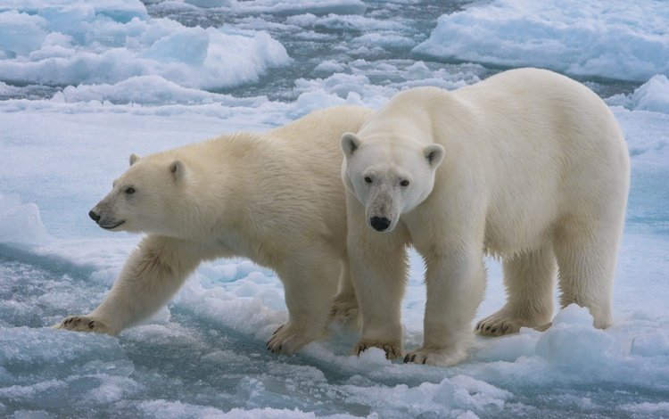 снег, белые медведи, зима, взгляд, лёд, водоем, льдины, медведи, белый медведь, морды, muzzle, snow, polar bears, winter, look, ice, pond, bears, polar bear
