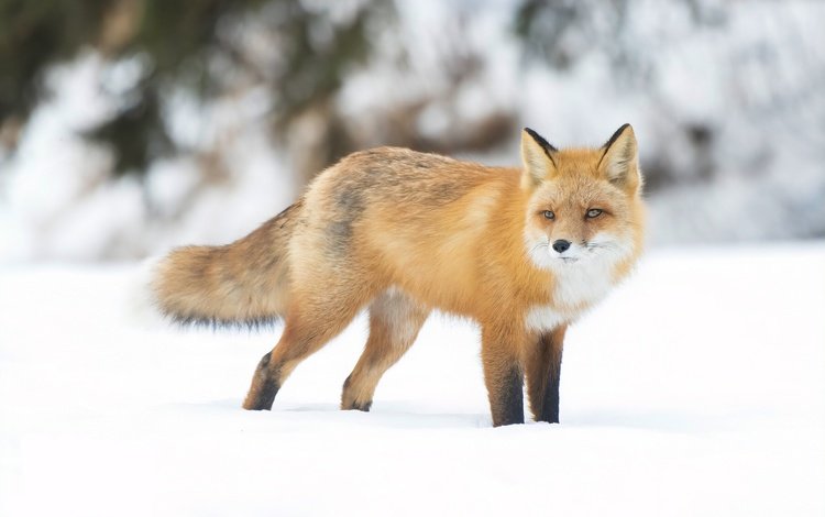 снег, зима, взгляд, рыжая, лиса, боке, snow, winter, look, red, fox, bokeh