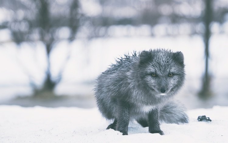 снег, зима, взгляд, серый, сугробы, песец, snow, winter, look, grey, the snow, fox