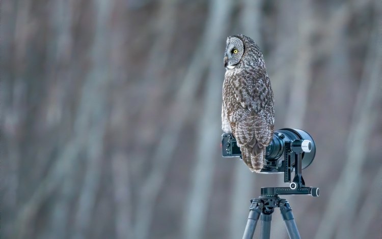 сова, фон, птица, боке, неясыть, фотокамера, owl, background, bird, bokeh, the camera