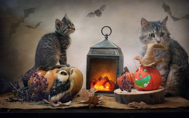 сова, тыквы, листья, детеныш, животные, мешковина, кот, светлана ковалёва, котенок, фонарь, ткань, хэллоуин, owl, pumpkin, leaves, cub, animals, burlap, cat, kitty, lantern, fabric, halloween