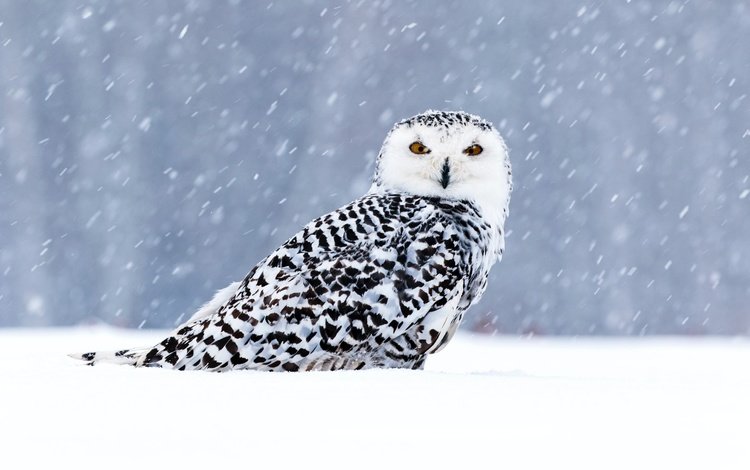 сова, снег, зима, взгляд, птица, боке, снегопад, полярная сова, owl, snow, winter, look, bird, bokeh, snowfall, snowy owl