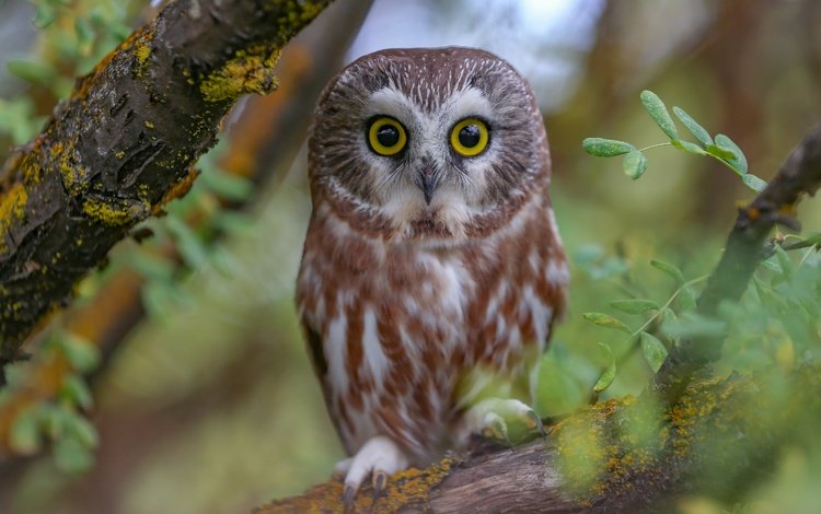 сова, ветки, птица, североамериканский мохноногий сыч, owl, branches, bird, north american boreal owl