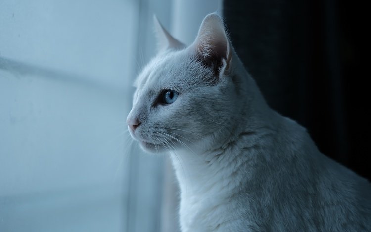 шторы, кот, кошка, профиль, окно, голубые глаза, curtains, cat, profile, window, blue eyes