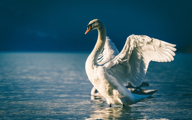 свет, белый, водоем, птица, голубой фон, лебедь, белый лебедь, взмах крыльев, light, white, pond, bird, blue background, swan, white swan, flap