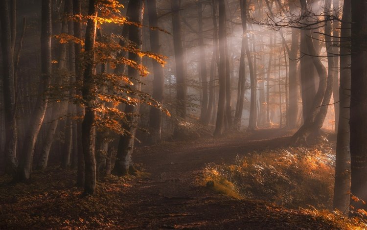 свет, деревья, природа, лес, лучи, туман, осень, тропинка, light, trees, nature, forest, rays, fog, autumn, path