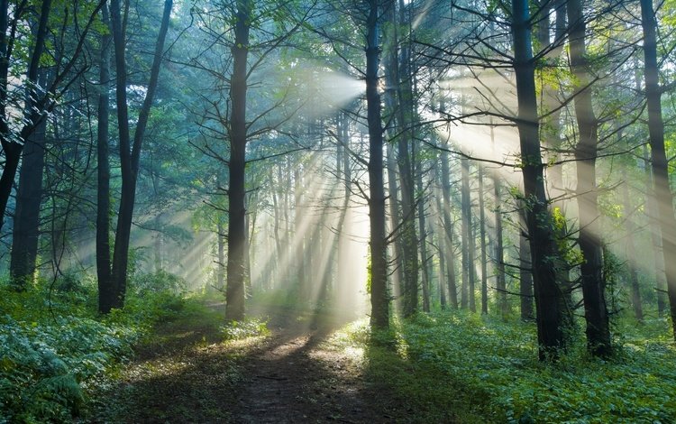 свет, деревья, природа, лес, лучи, утро, лето, тропинка, light, trees, nature, forest, rays, morning, summer, path