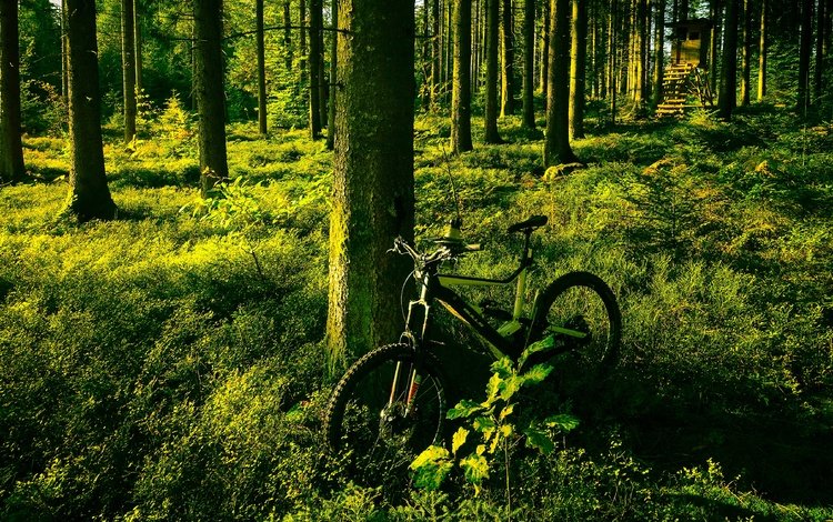 свет, деревья, зелень, лес, лето, сосны, велосипед, light, trees, greens, forest, summer, pine, bike