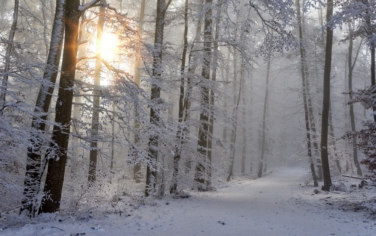 свет, иней, дорога, тропинка, деревья, солнце, снег, лес, зима, ветки, light, frost, road, path, trees, the sun, snow, forest, winter, branches