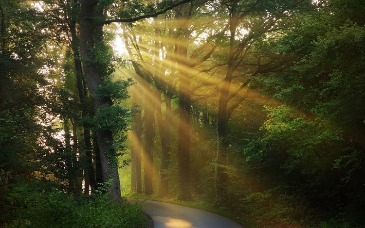 свет, туман, дорога, ветки, деревья, листва, солнце, зелень, лес, лучи, утро, light, fog, road, branches, trees, foliage, the sun, greens, forest, rays, morning