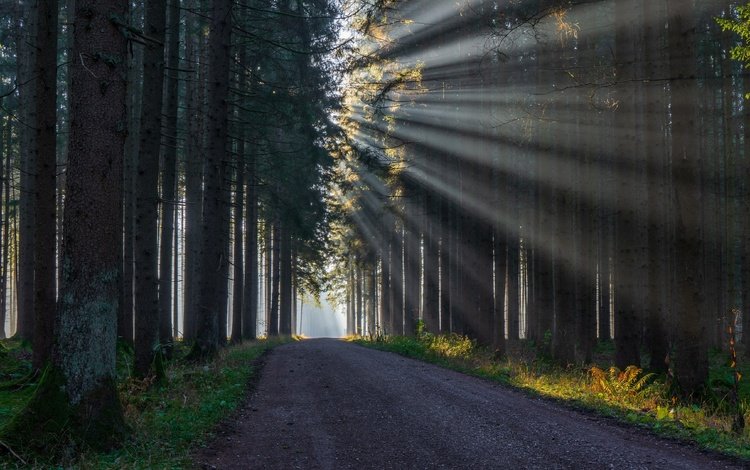 свет, дорога, лес, light, road, forest