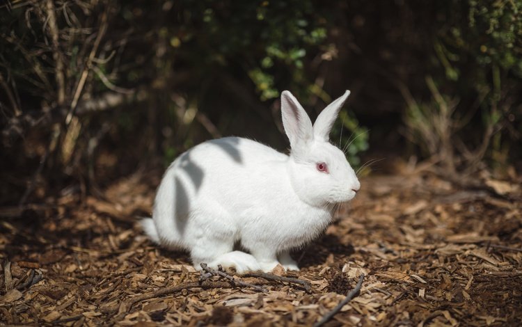 свет, природа, белый, темный фон, кролик, заяц, альбинос, light, nature, white, the dark background, rabbit, hare, albino