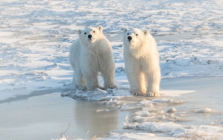 берег, взгляд, медведь, лёд, льдины, медведи, белый медведь, shore, look, bear, ice, bears, polar bear
