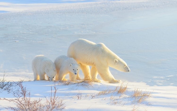 свет, белый медведь, снег, медвежонок, зима, медведь, прогулка, малыши, тени, медведи, light, polar bear, snow, winter, bear, walk, kids, shadows, bears