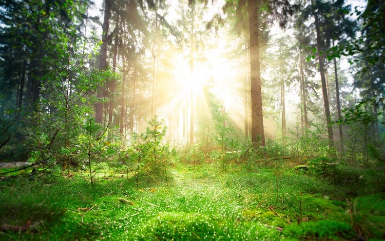 свет, солнце, зелень, лес, лучи, стволы, весна, сосны, light, the sun, greens, forest, rays, trunks, spring, pine