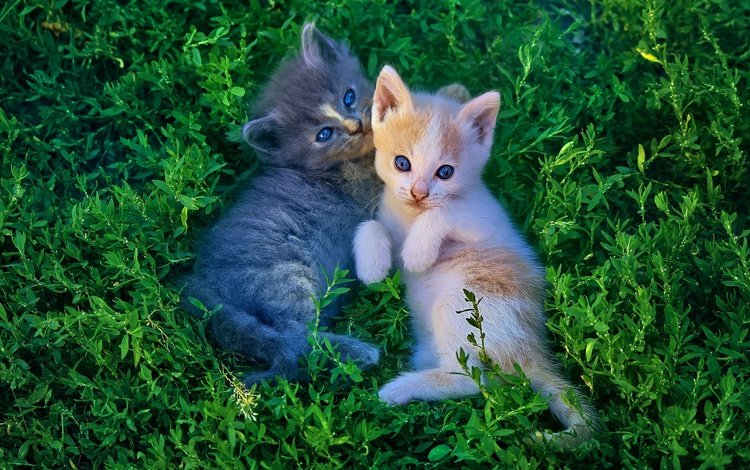 свет, рыжий, трава, лежат, зелень, лапки, взгляд, котенок, серый, кошки, котята, light, red, grass, lie, greens, legs, look, kitty, grey, cats, kittens