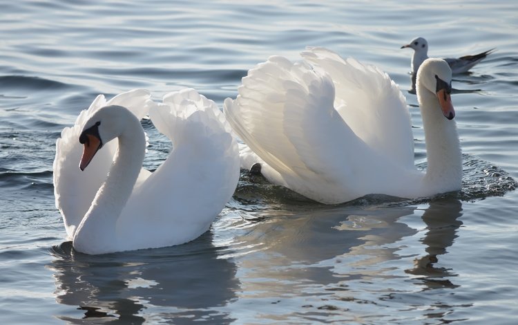 лебедь, свет, белый лебедь, вода, водоем, чайка, птицы, пара, белые, лебеди, swan, light, white swan, water, pond, seagull, birds, pair, white, swans