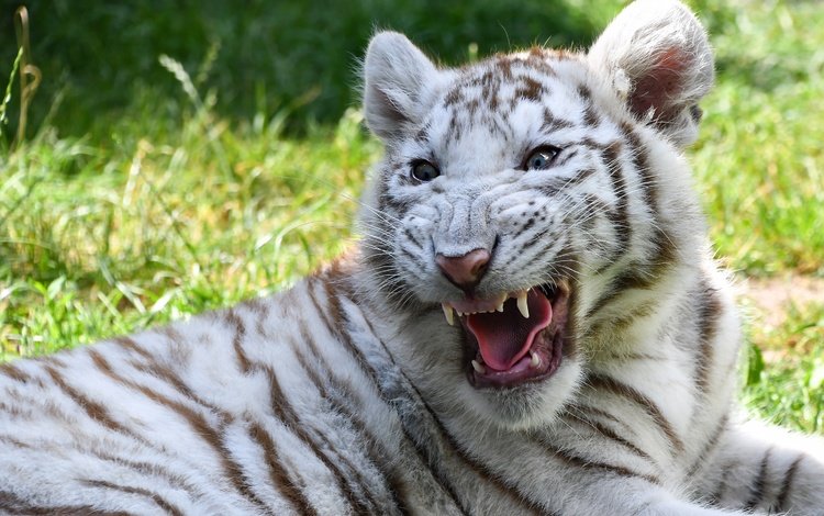 тигр, белый, тигренок, пасть, рык, tiger, white, mouth, roar